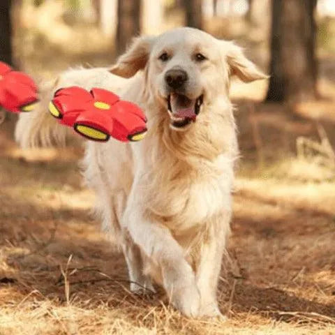 Brinquedo Voador para Cães com Função 2 em 1 - SkyHound - Site compre mais