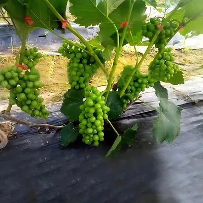Máquina de Amarrar Plantas para Jardinagem - GardenGrip - Site compre mais
